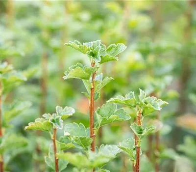 Alpen-Johannisbeere 'Schmidt'