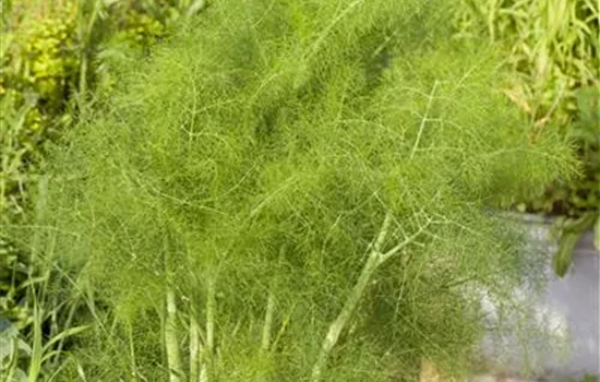 Gewöhnlicher Fenchel Gewöhnlicher Fenchel