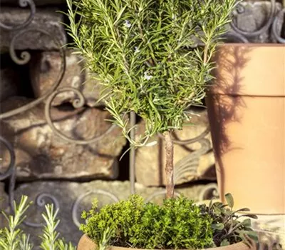 Garten-Rosmarin, Stamm