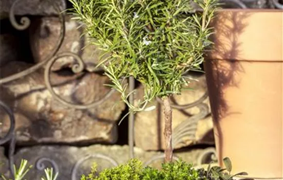 Garten-Rosmarin, Stamm Garten-Rosmarin, Stamm