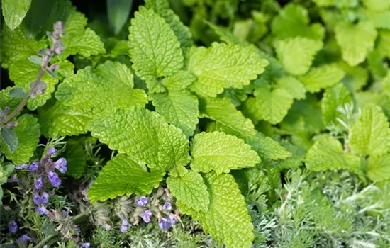 Zitronenmelisse 'Citronella'