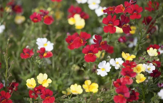 Elfenspiegel Elfenspiegel