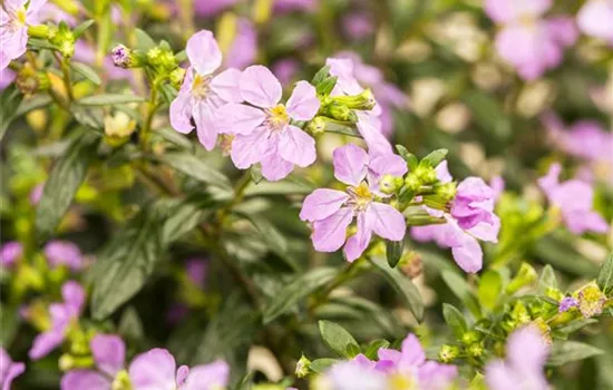 Köcherblume Köcherblume