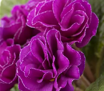 Primula vulgaris Queen