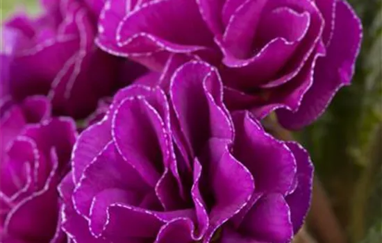 Primula vulgaris Queen