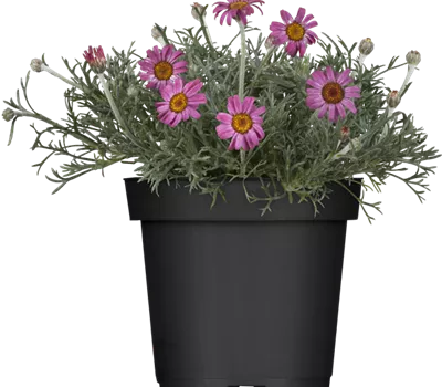 Leucanthemum African Rose