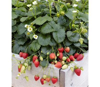 Erdbeere 'Elan'