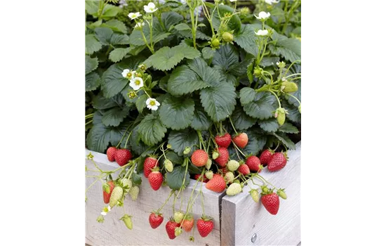 Erdbeere 'Elan'