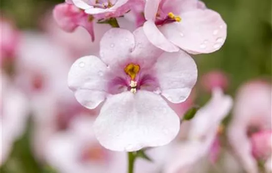 Elfensporn Elfensporn