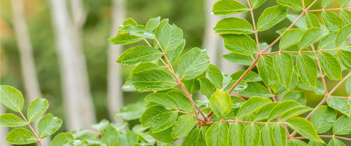 Aralia elata