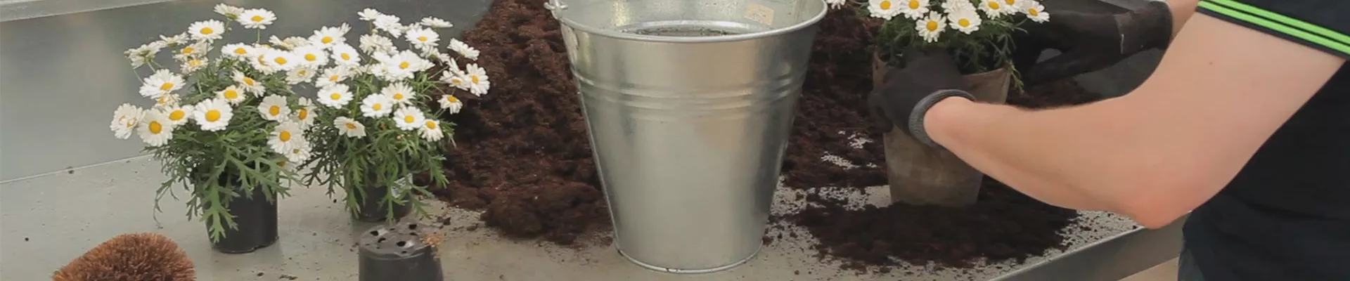 Mageriten - Einpflanzen in ein Gefäß (thumbnail)