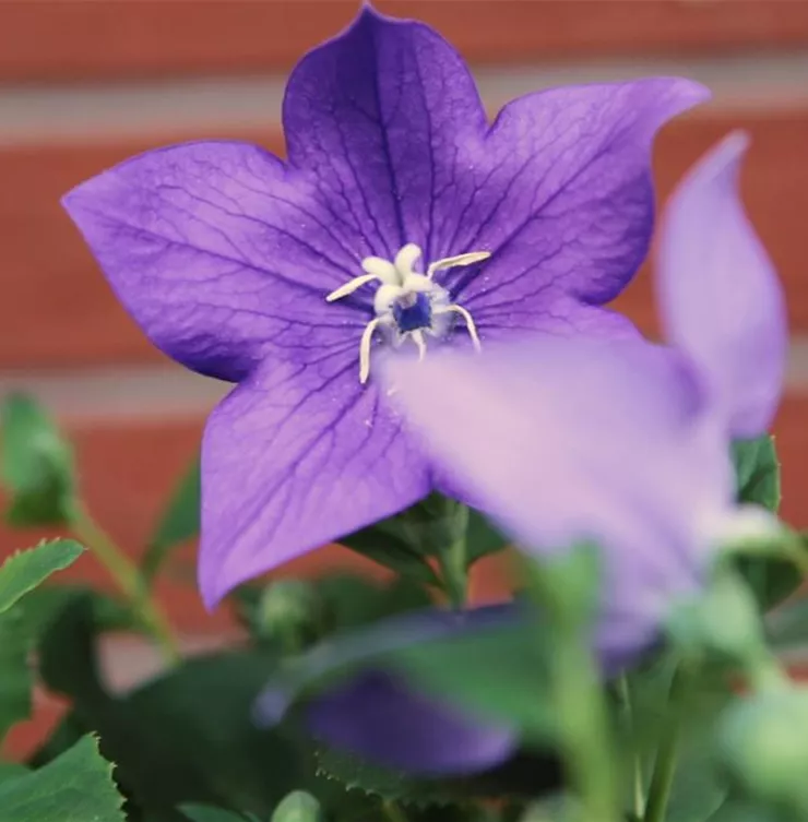 Ballonblume- Einpflanzen im Garten