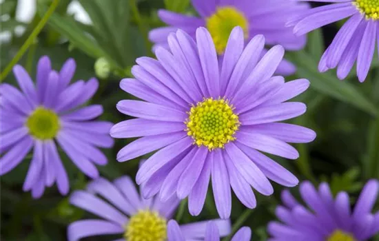 Blaues Gänseblümchen