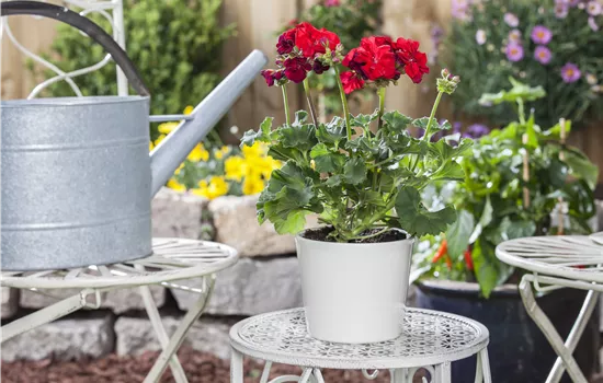 Zonal-Pelargonie Zonal-Pelargonie