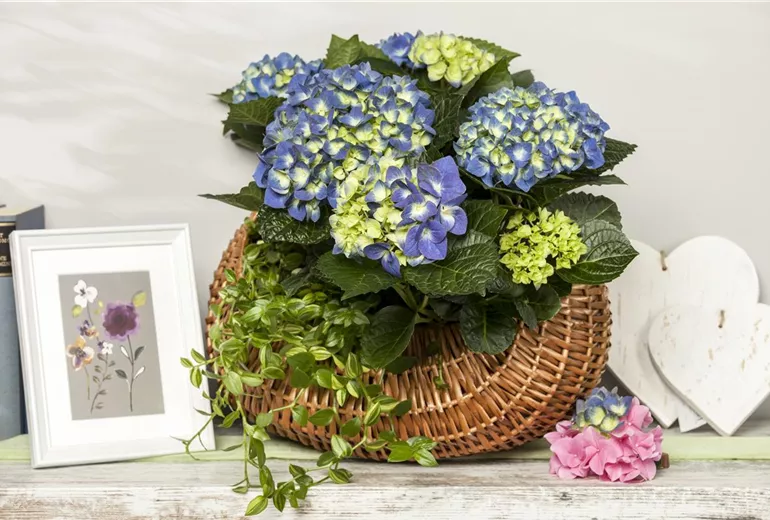 Hydrangea macrophylla