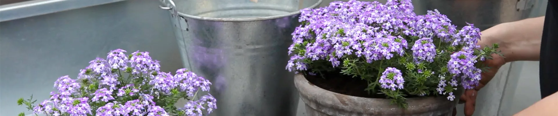 Eisenkraut - Einpflanzen in ein Gefäß (thumbnail) Eisenkraut - Einpflanzen in ein Gefäß (thumbnail)