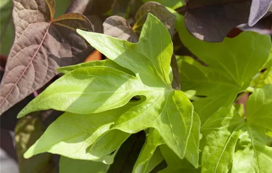 Ipomoea batatas Papas® Light Green Ipomoea batatas Papas® Light Green