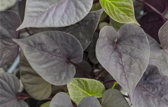Ipomoea batatas SWEET HEART Jet Black Ipomoea batatas SWEET HEART Jet Black