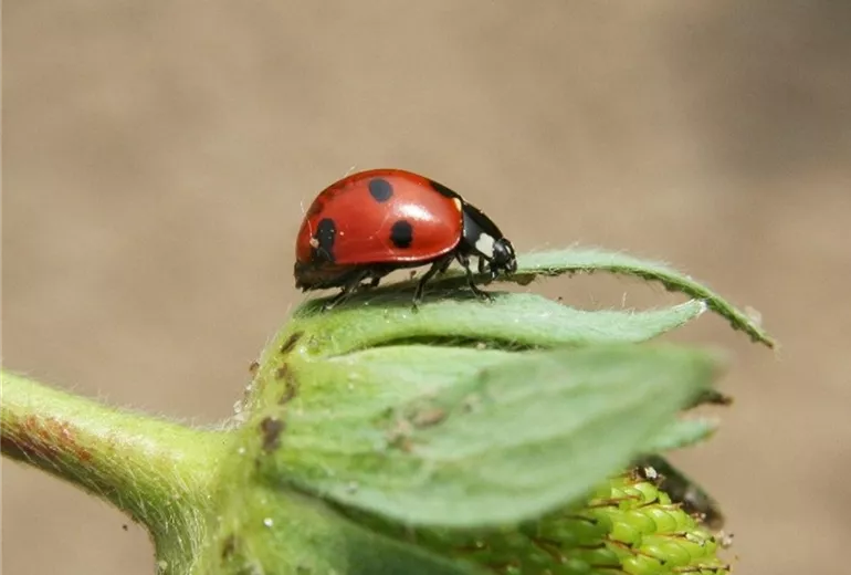 Siebenpunkt-Marienkäfer