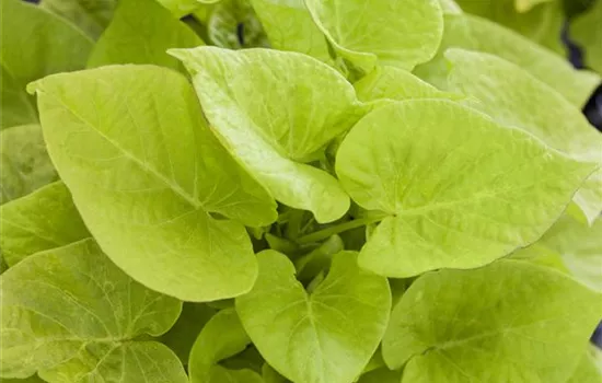 Ipomoea batatas SWEET HEART Light Green Ipomoea batatas SWEET HEART Light Green