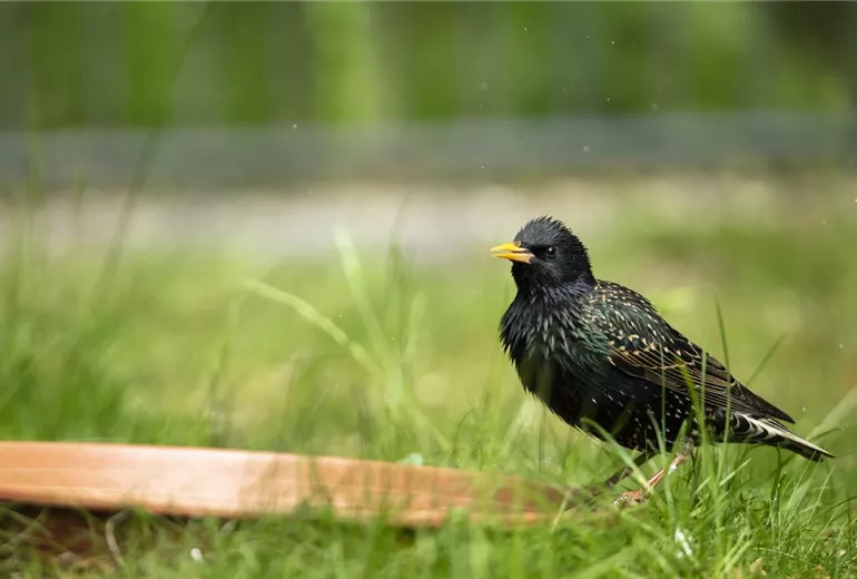 Sturnus vulgaris