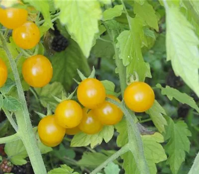 Solanum lycopersicum Golden Currant