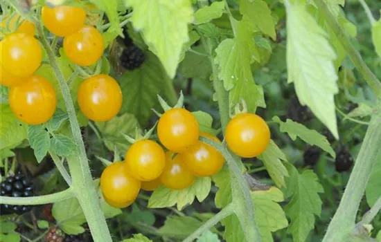 Solanum lycopersicum Golden Currant