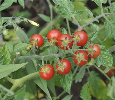 Solanum lycopersicum Rote Murmel