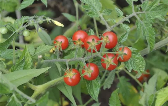 Solanum lycopersicum Rote Murmel