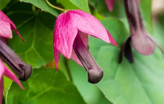 Rhodochiton atrosanguineum Purple Bells Rhodochiton atrosanguineum Purple Bells