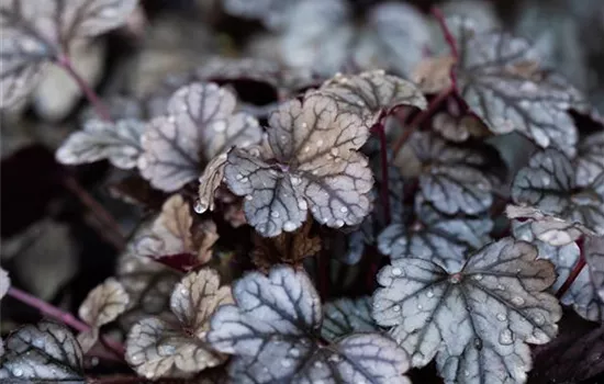 Heuchera Sugar Frosting 