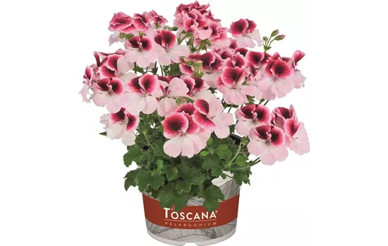 Pelargonium crispum Toscana® Specials C. Florella Bicolour