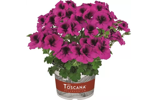 Pelargonium crispum Toscana® Specials C. Florella Magenta
