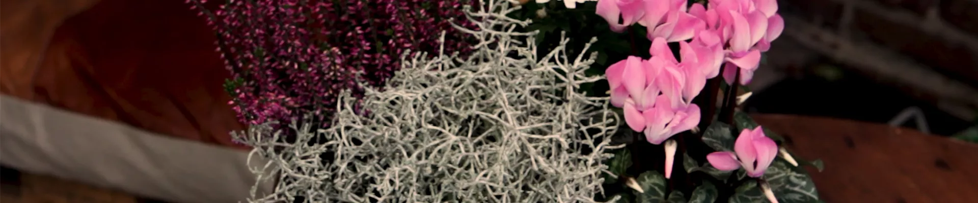 Blumenkübel - Herbstlich - Alle Pflanzen