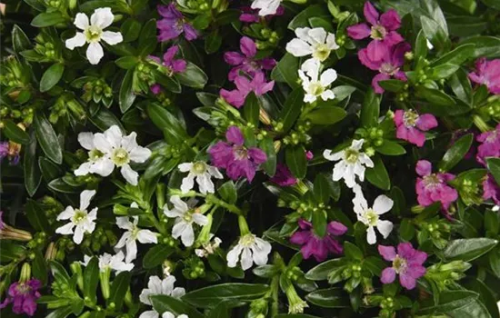 Köcherblume 'Twins'