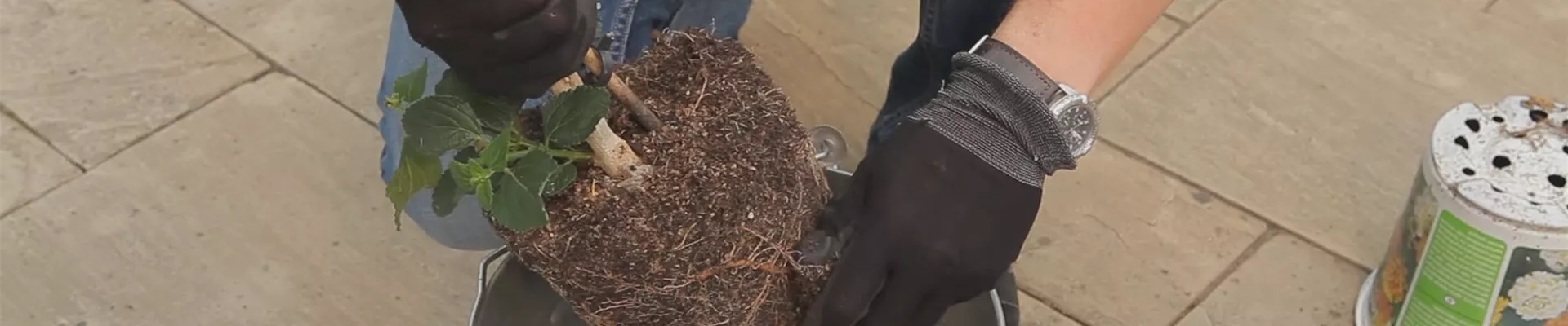 Wandelröschen - Einpflanzen in ein Gefäß (thumbnail) Wandelröschen - Einpflanzen in ein Gefäß (thumbnail)