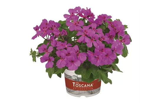 Hängegeranie 'Rainbow Amethyst' Hängegeranie 'Rainbow Amethyst'