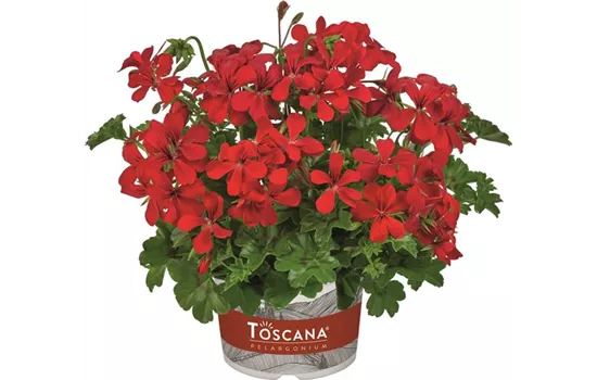 Hängegeranie 'Rainbow Red' Hängegeranie 'Rainbow Red'