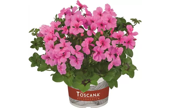 Hängegeranie 'Rainbow Rose' Hängegeranie 'Rainbow Rose'