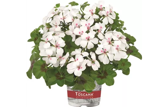 Hängegeranie 'Rainbow White' Hängegeranie 'Rainbow White'