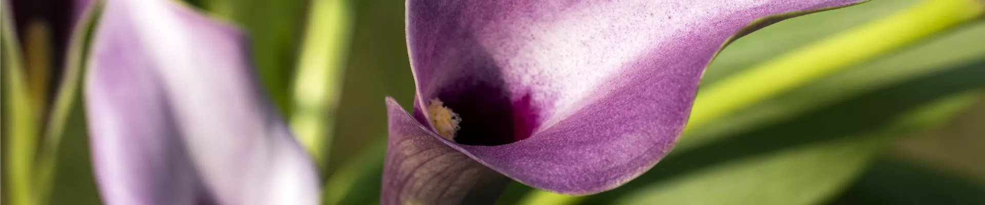 Zantedeschia aethiopica, lila Zantedeschia aethiopica, lila