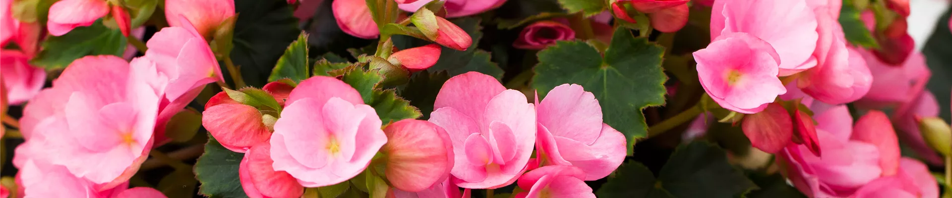 Begonia betulia 'Candy'®