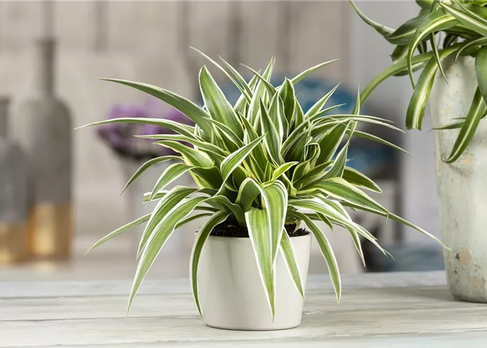 Das Genie unter den Zimmerpflanzen – die Grünlilie