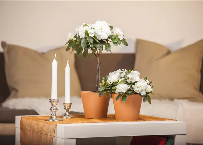 Eine Azalee im Zimmer verschönert die Winterzeit