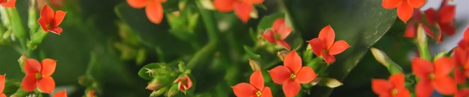 Flammendes Käthchen - Umtopfen (thumbnail)