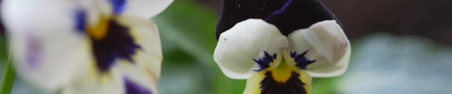 Hornveilchen - Einpflanzen im Garten (thumbnail)