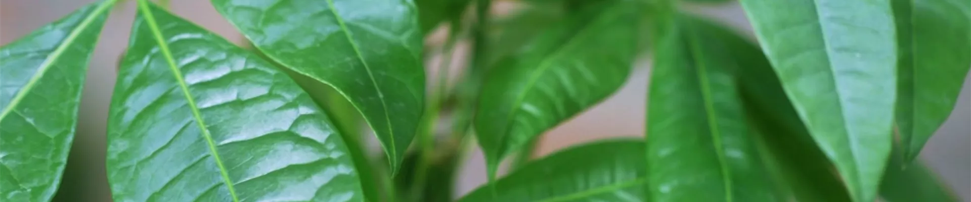 Glückskastanie - Umtopfen (Thumbnail)