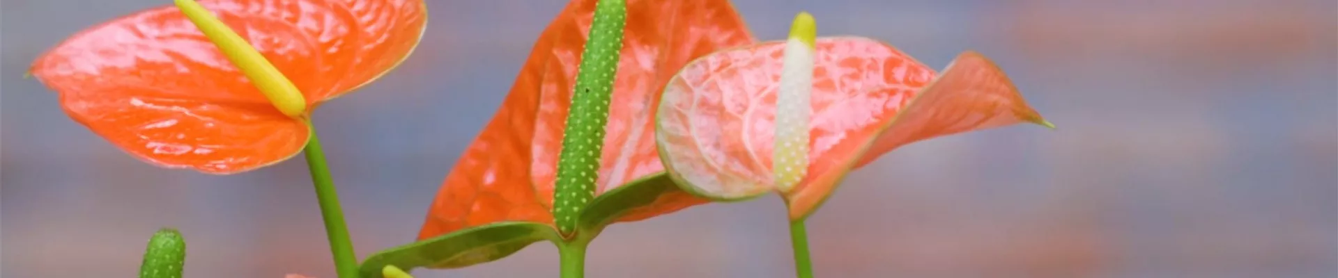 Flamingoblume - Umtopfen (Thumbnail)