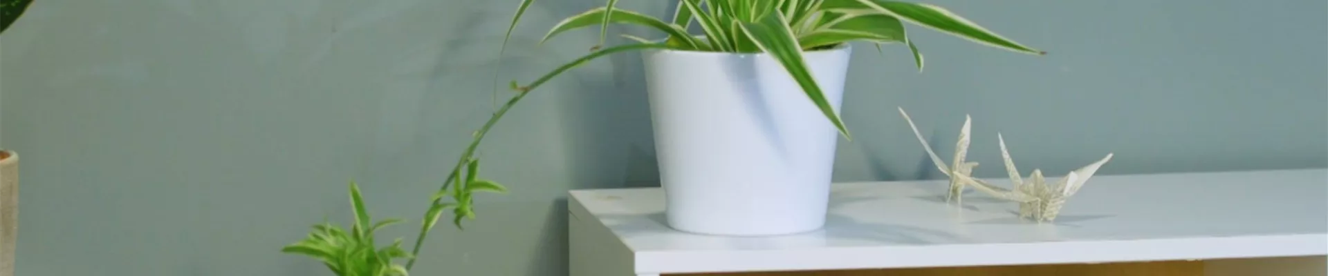 Zimmerpflanzenportrait - Grünlilie (Thumbnail)