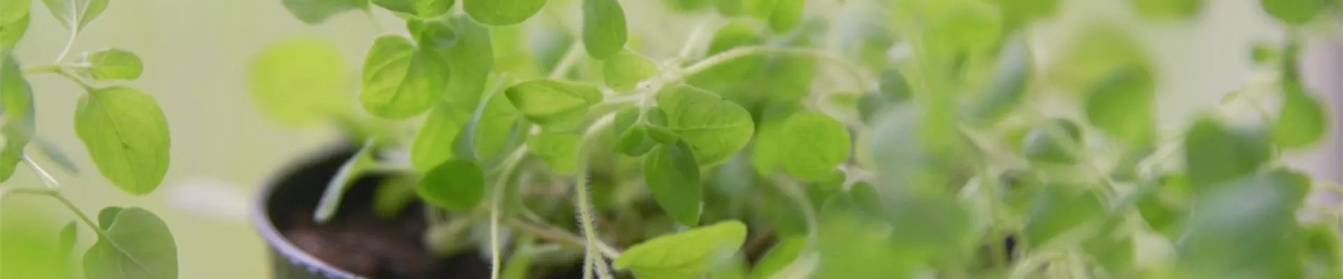 Oregano - Pikieren (Thumbnail)